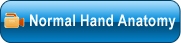 Normal Hand Anatomy