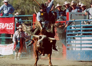 rodeo